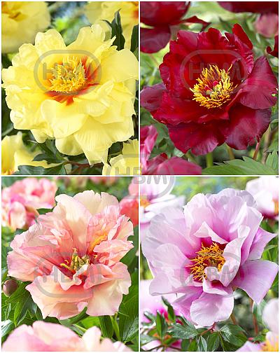 S32 Paeonia Itoh (4x12) x 48