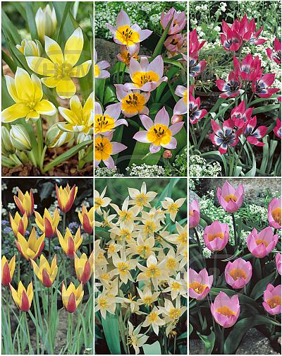 S15 Tulipa Specie (6x100)