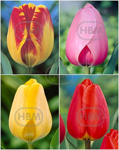 S15 Tulipa Darwin A (4x100)