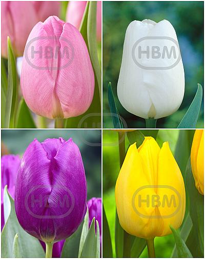 S15 Tulipa Single Early A (4x100)
