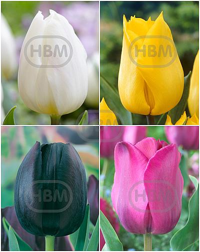 S15 Tulipa Triumph A (4x100)