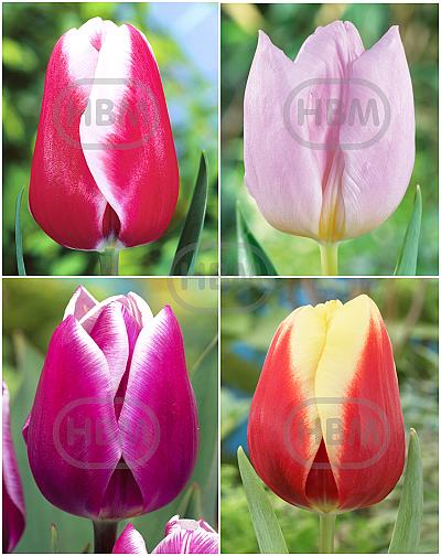 S15 Tulipa Triumph B (4x100)