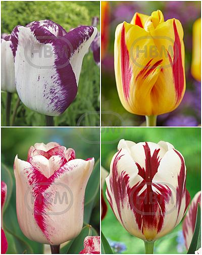 S15 Tulipa Triumph D (4x100)