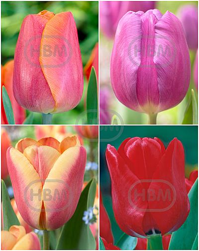 S15 Tulipa Triumph E (4x100)