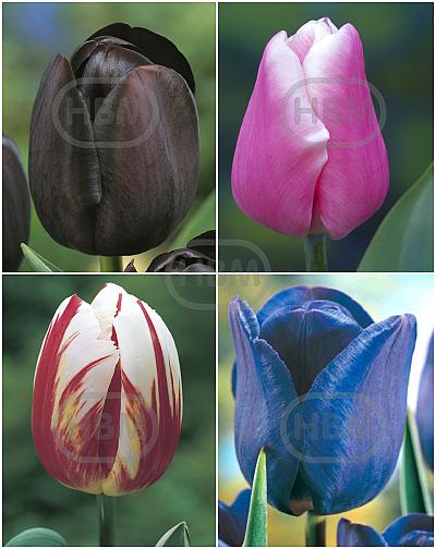 S15 Tulipa Single Late A (4x100)