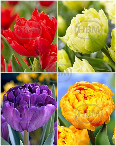 S15 Tulipa Double A (4x100)