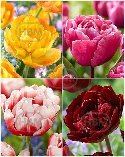 S15 Tulipa Double B (4x100)
