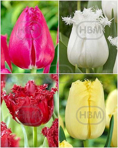 S15 Tulipa Fringed A (4x100)