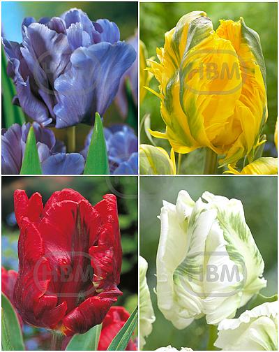 S15 Tulipa Parrot A (4x100)