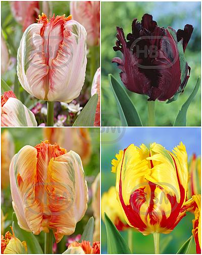 S15 Tulipa Parrot B (4x100)