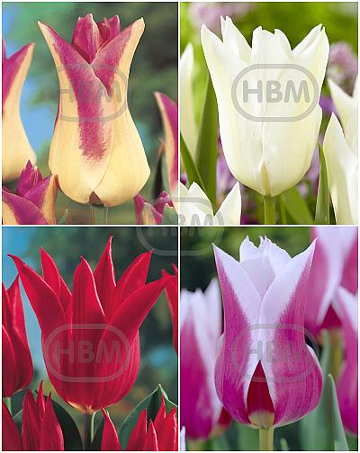 S15 Tulipa Lily-Flowering A (4x100)