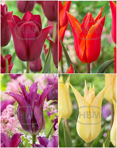 S15 Tulipa Lily-Flowering B (4x100)