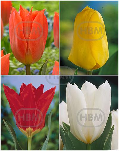 S15 Tulipa Fosteriana A (4x100)