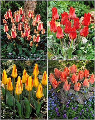 S15 Tulipa Rockery A (4x100)