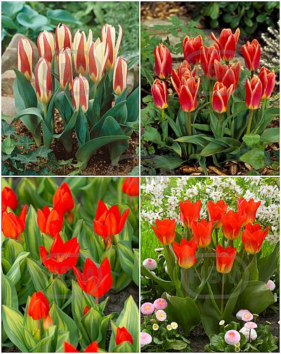 S15 Tulipa Rockery B (4x100)