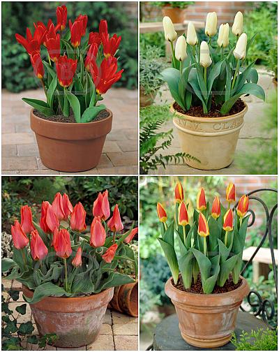 S15 Tulipa Patio (4x100)