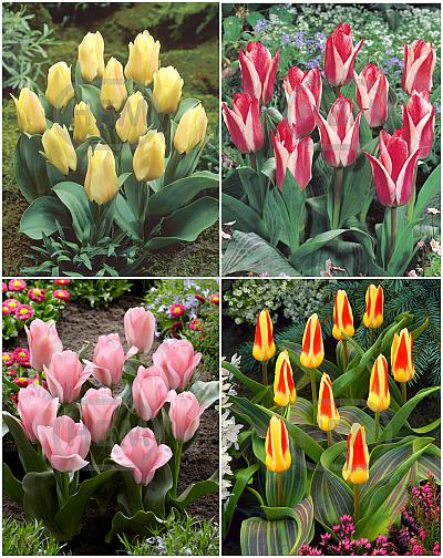 S15 Tulipa Rockery C (4x75)