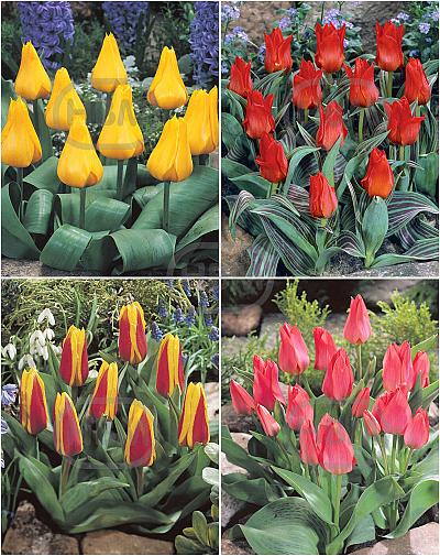 S15 Tulipa Rockery D (4x75)