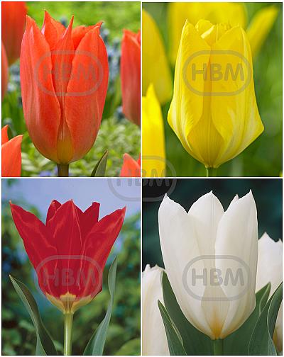 S15 Tulipa Fosteriana B (4x75)