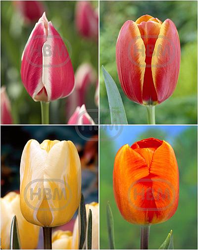 S15 Tulipa Darwin B (4x75)