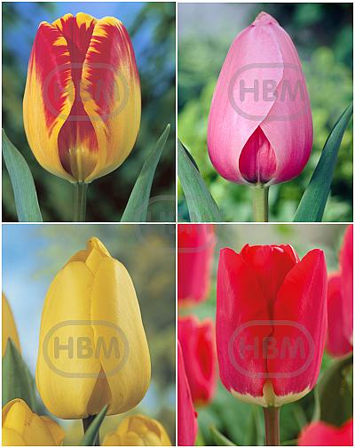 S15 Tulipa Darwin C (4x75)