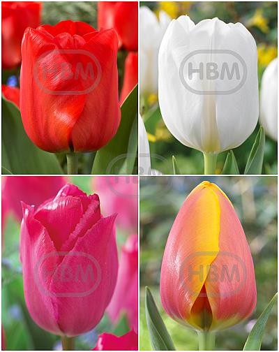 S15 Tulipa Darwin D (4x75)