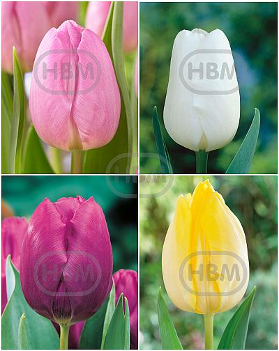S15 Tulipa Single Early B (4x75)
