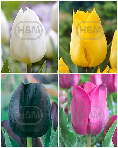 S15 Tulipa Triumph G (4x75)