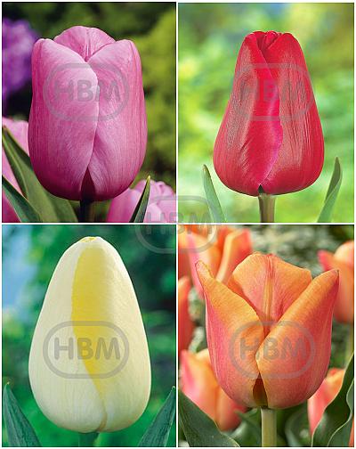 S15 Tulipa Triumph H (4x75)