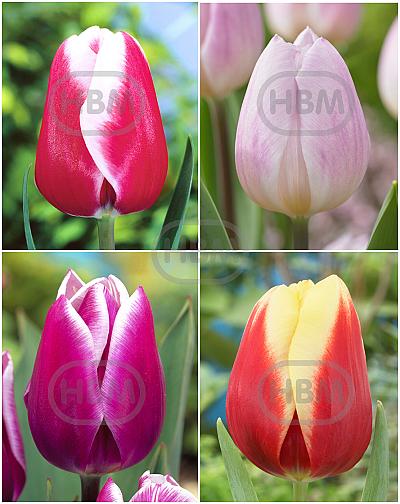S15 Tulipa Triumph I (4x75)