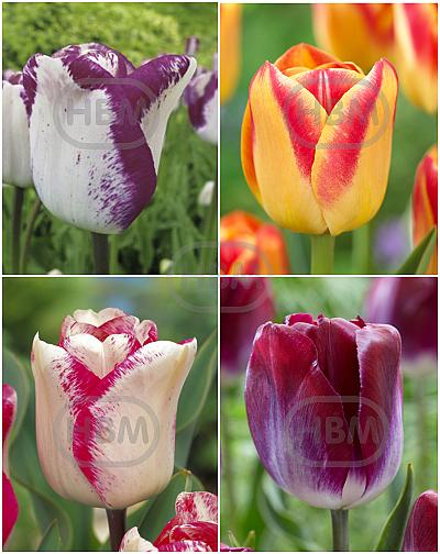 S15 Tulipa Triumph J (4x75)