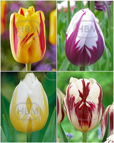 S15 Tulipa Triumph K (4x75)