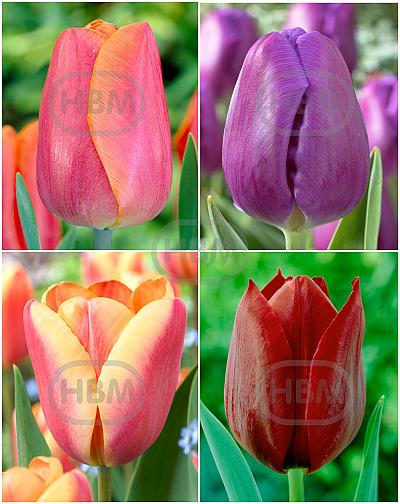 S15 Tulipa Triumph L (4x75)