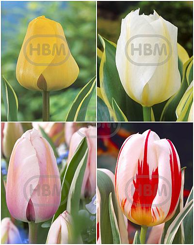 S15 Tulipa Variegated Leaves (4x75)