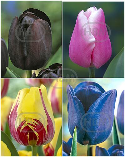 S15 Tulipa Single Late B (4x75)