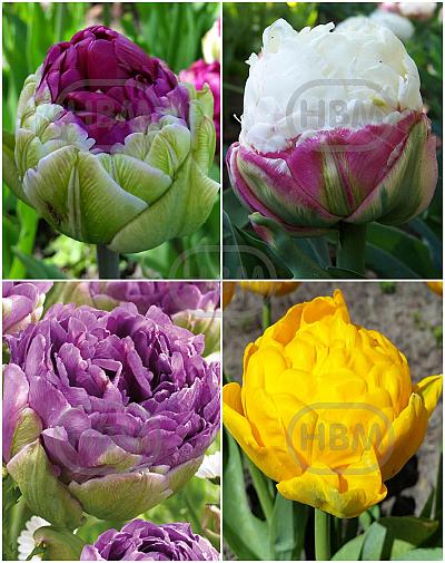S15 Tulipa Paeonia A (4x50)
