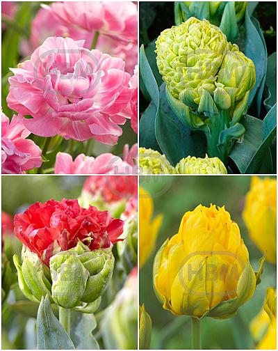 S15 Tulipa Paeonia B (4x50)