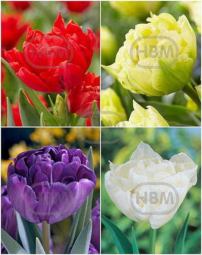 S15 Tulipa Double C (4x75)