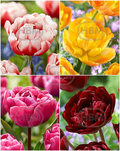 S15 Tulipa Double D (4x75)