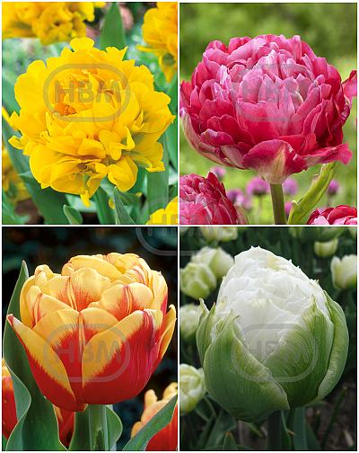 S15 Tulipa Double E (4x75)