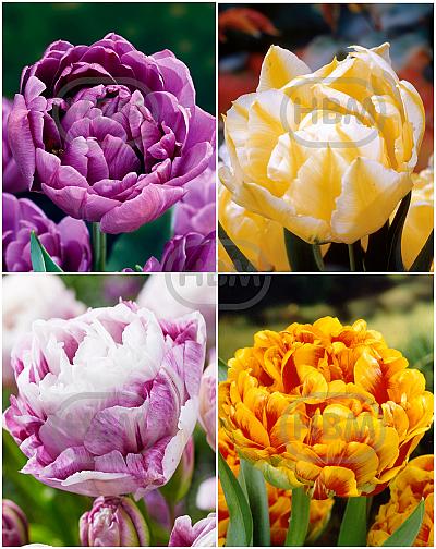 S15 Tulipa Double F (4x75)