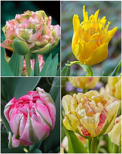 S15 Tulipa Double G (4x75)