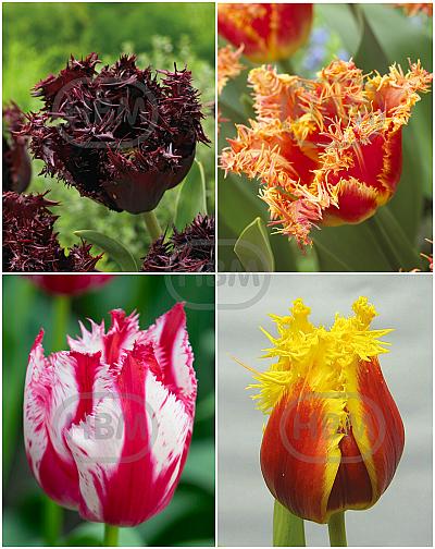 S15 Tulipa Fringed B (4x75)