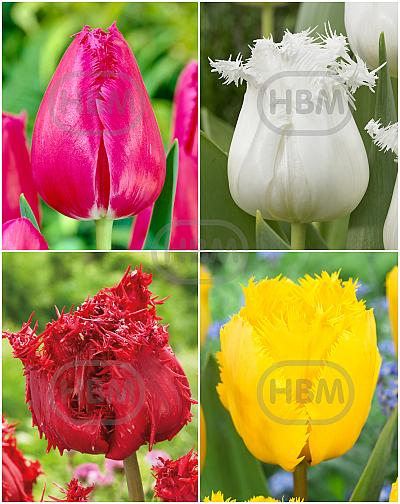 S15 Tulipa Fringed C (4x75)