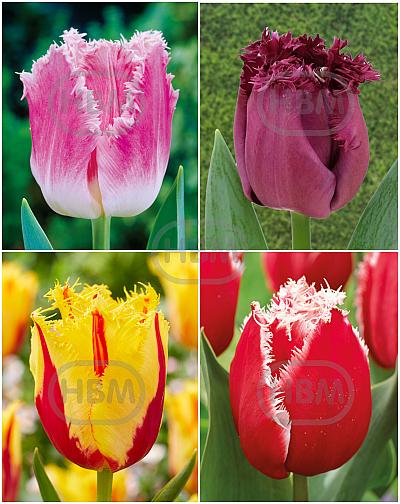 S15 Tulipa Fringed D (4x75)