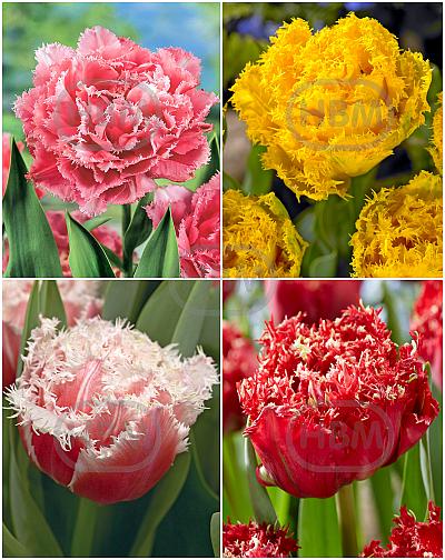 S15 Tulipa Fringed Double B (4x75)