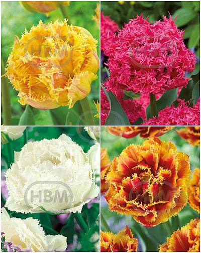 S15 Tulipa Fringed Double C (4x75)