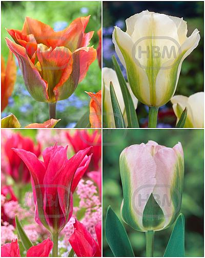 S15 Tulipa Viridiflora B (4x75)
