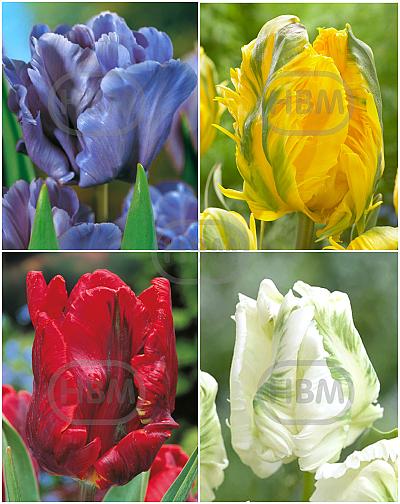 S15 Tulipa Parrot C (4x75)