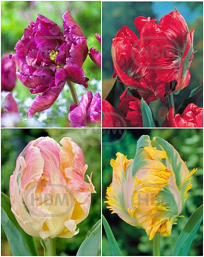 S15 Tulipa Parrot D (4x75)